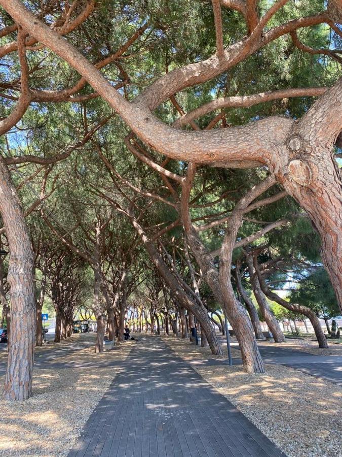 Villa Paolina Ceriale - App. 4 Posti エクステリア 写真